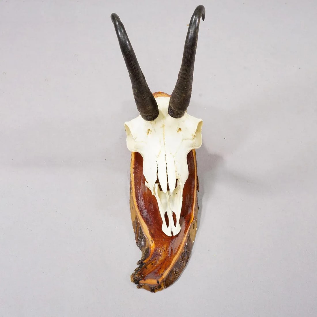 Set of Six Vintage Chamois Trophies on Wooden Plaques, Germany Ca. 1970s - 5