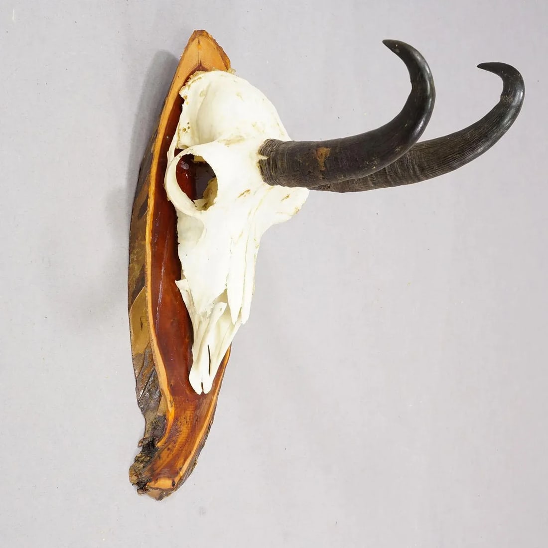 Set of Six Vintage Chamois Trophies on Wooden Plaques, Germany Ca. 1970s - 6