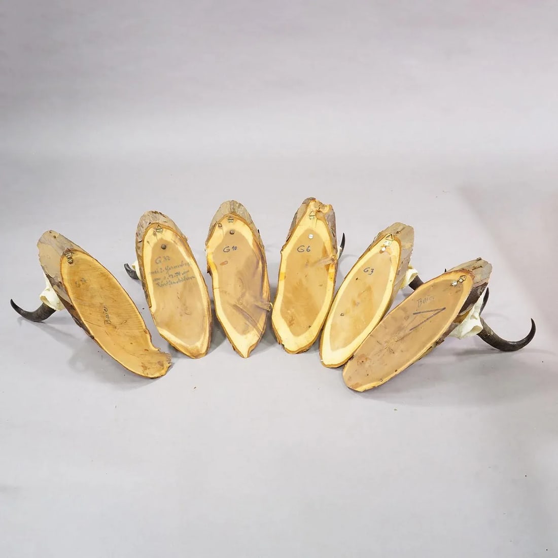 Set of Six Vintage Chamois Trophies on Wooden Plaques, Germany Ca. 1970s - 7