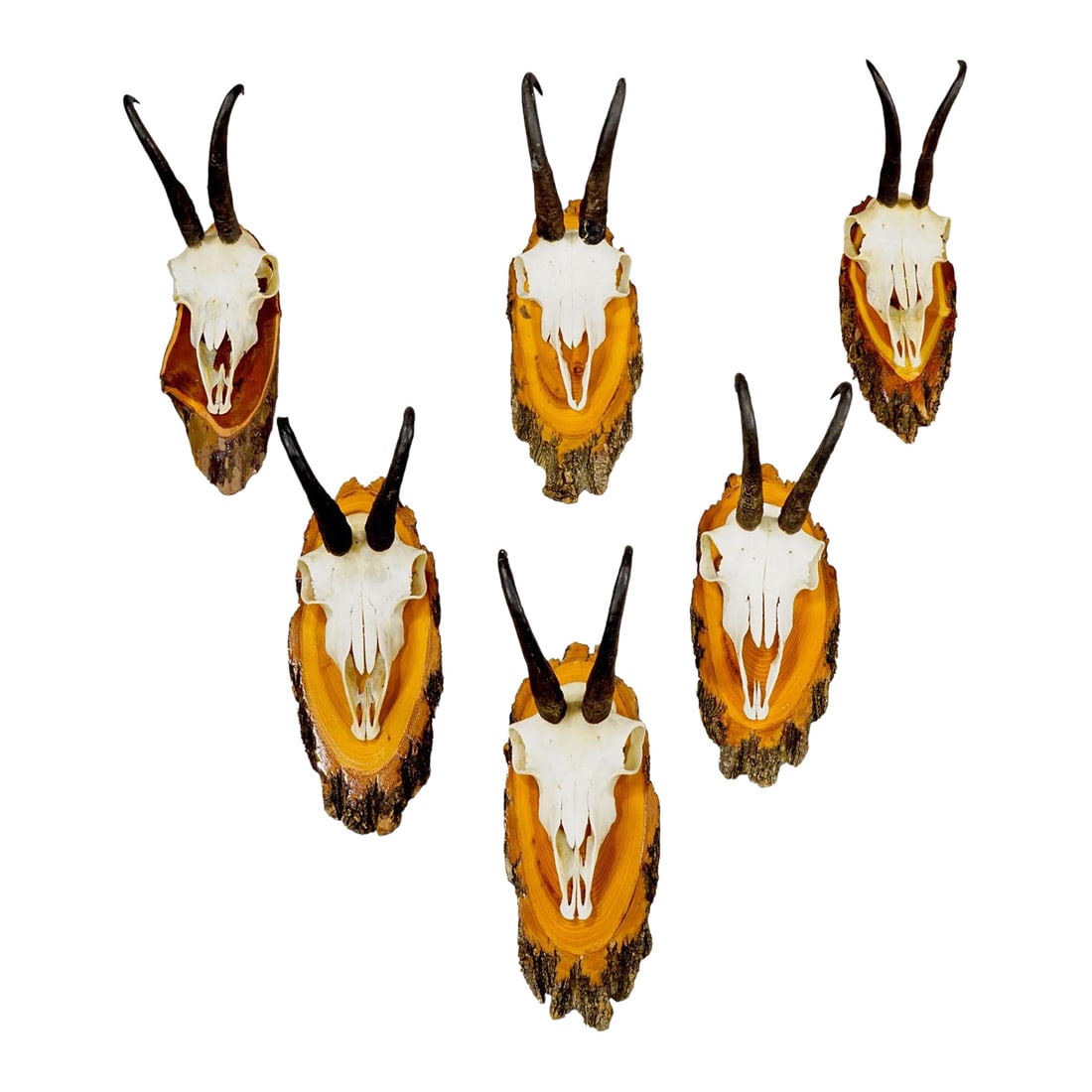 Vintage Set of Six Chamois Trophies on Wooden Plaques, Germany Ca. 1950s: Vintage Set of Six Chamois Trophies on Wooden Plaques, Germany ca. 1950s A set of six vintage chamois (Rupicapra rupicapra) trophies mounted on wooden plaques. The trophies were shot in Germany around