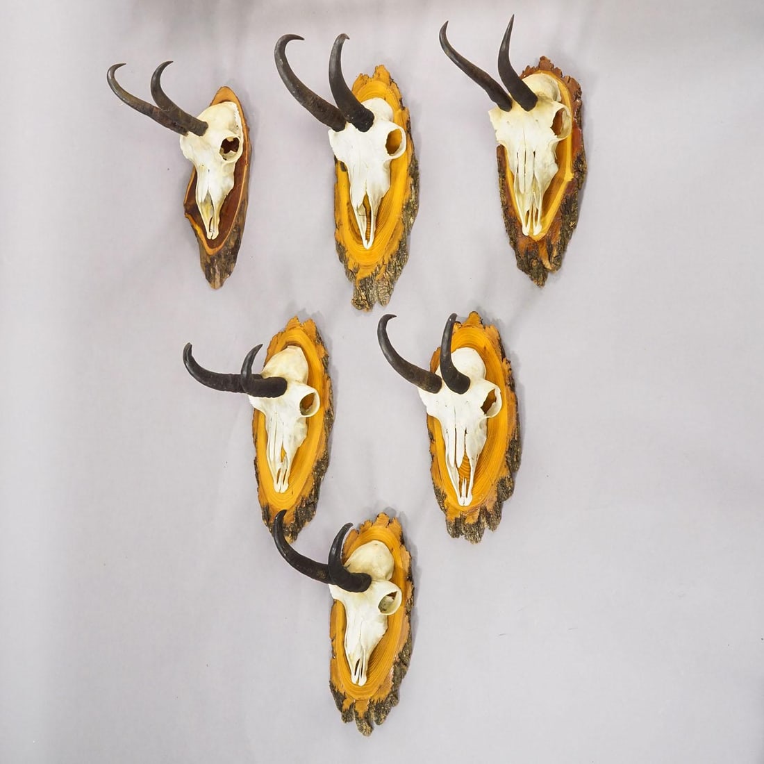 Vintage Set of Six Chamois Trophies on Wooden Plaques, Germany Ca. 1950s - 2
