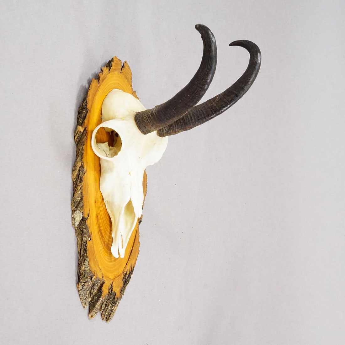 Vintage Set of Six Chamois Trophies on Wooden Plaques, Germany Ca. 1950s - 3