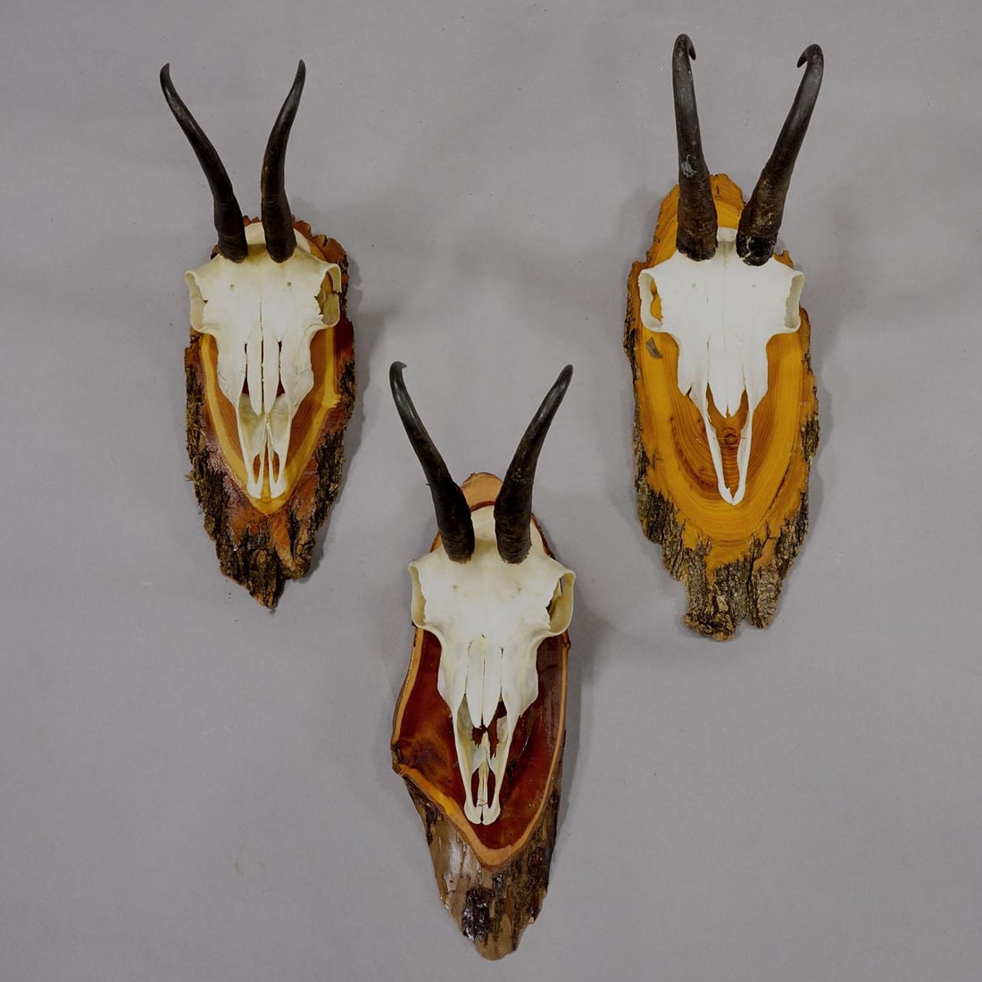 Vintage Set of Six Chamois Trophies on Wooden Plaques, Germany Ca. 1950s - 5