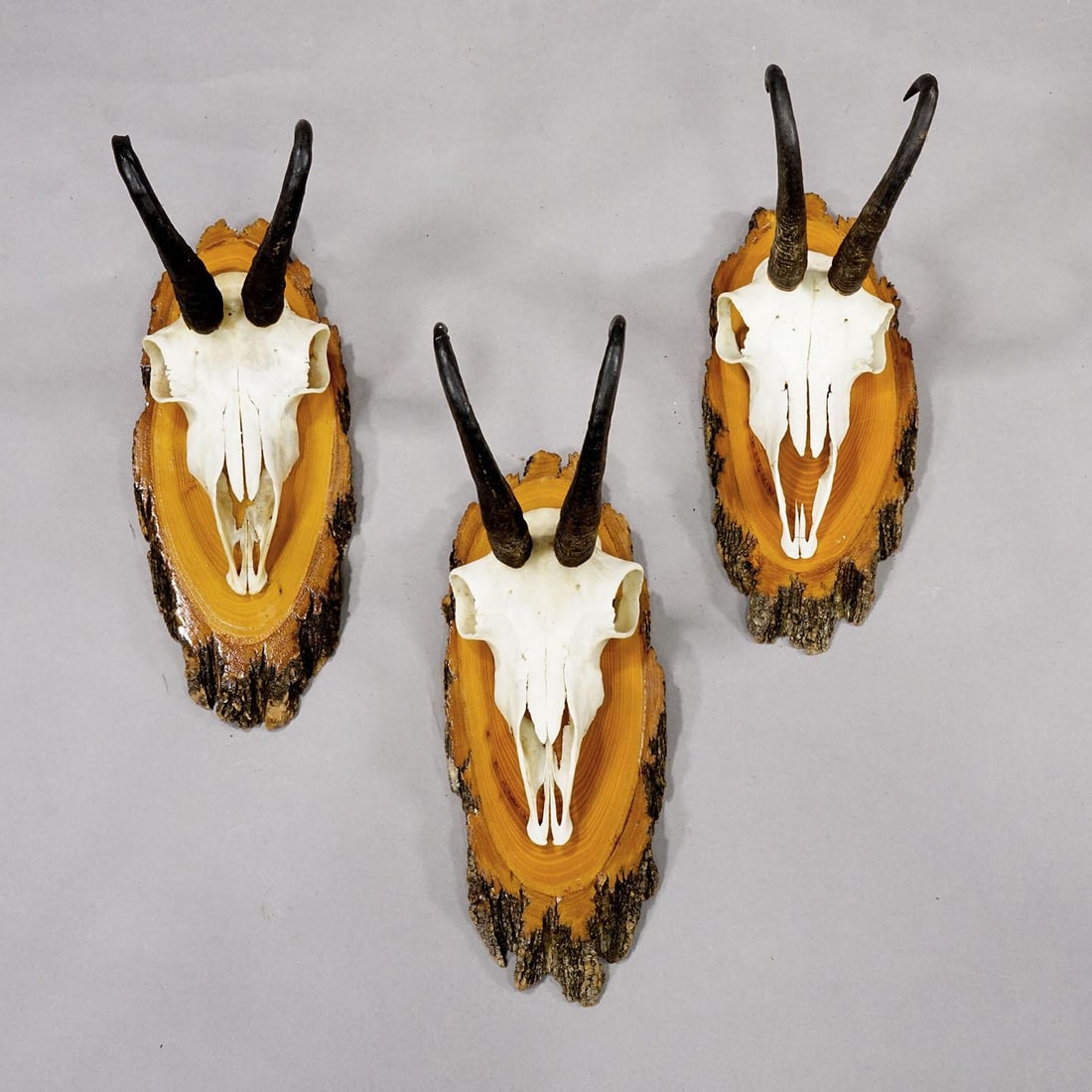 Vintage Set of Six Chamois Trophies on Wooden Plaques, Germany Ca. 1950s - 6