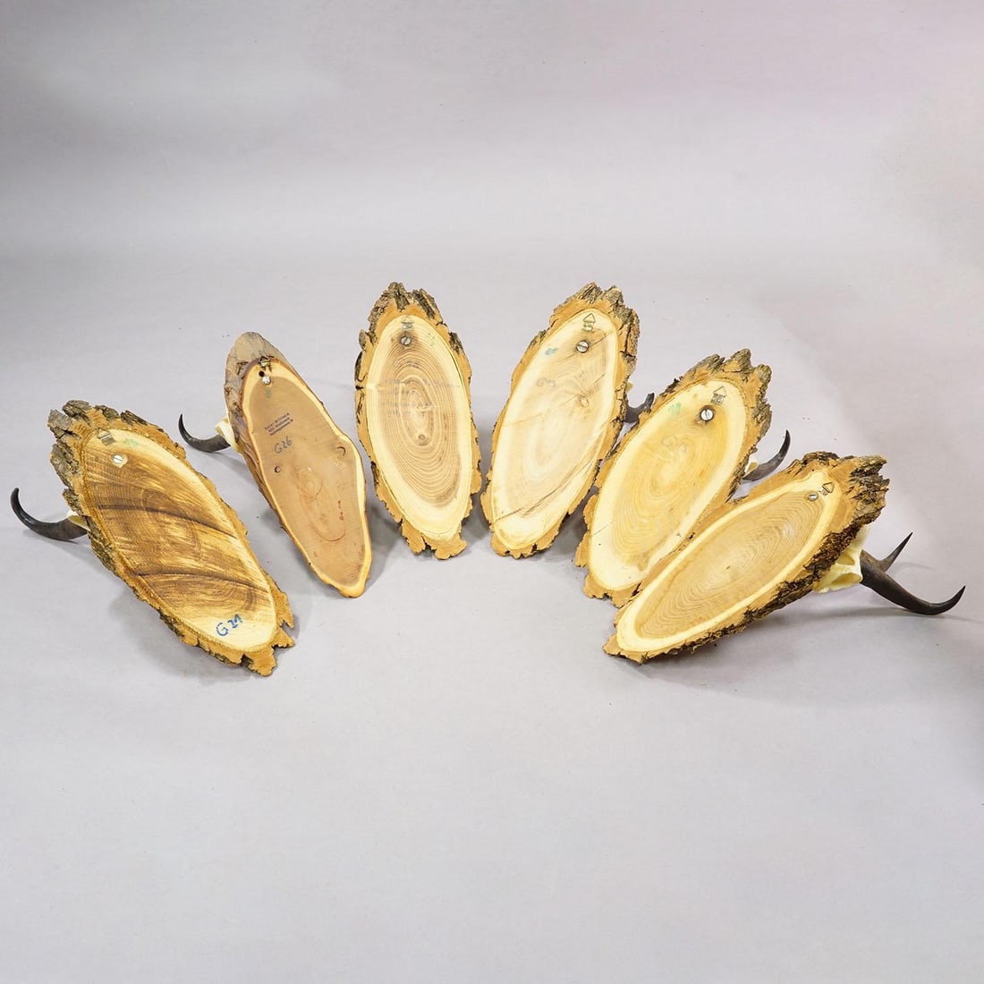 Vintage Set of Six Chamois Trophies on Wooden Plaques, Germany Ca. 1950s - 7
