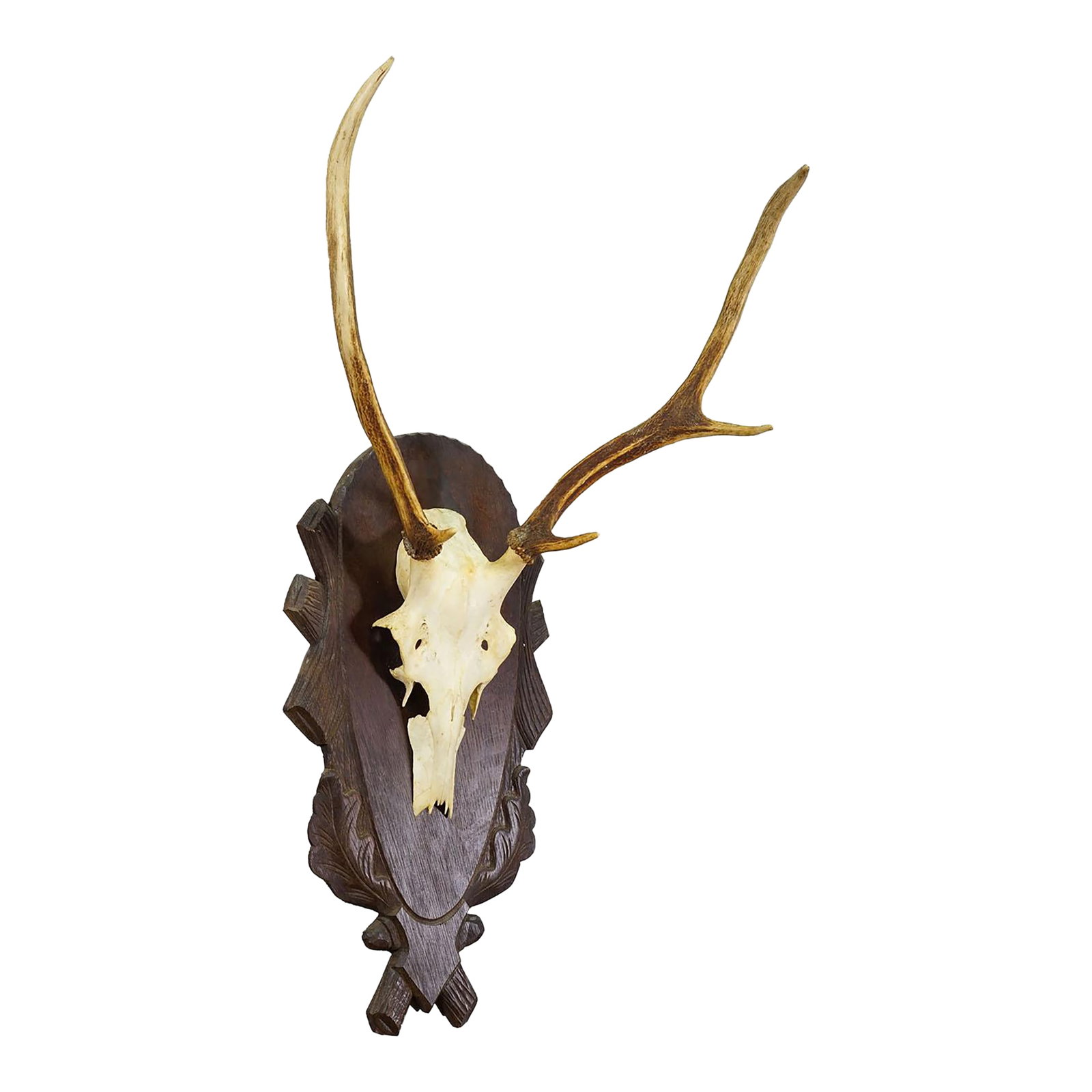 Large Black Forest Red Deer Trophy on Carved Plaque - Germany Ca. 1935: Large Black Forest Red Deer Trophy on Carved Plaque - Germany ca. 1935 A large unequal 6-pointer red deer trophy (Cervus elaphus) from South Germany, mounted on a brown wooden plate with ornate acorn 