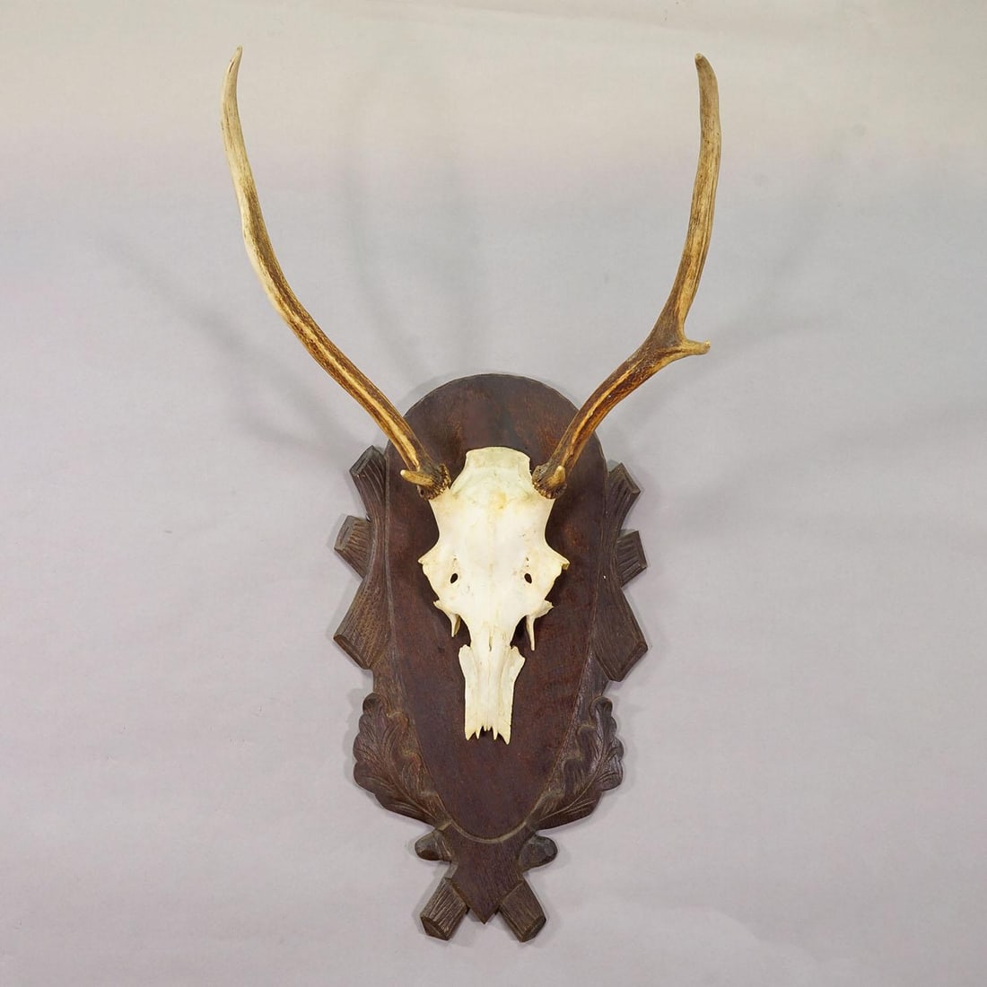 Large Black Forest Red Deer Trophy on Carved Plaque - Germany Ca. 1935 - 2