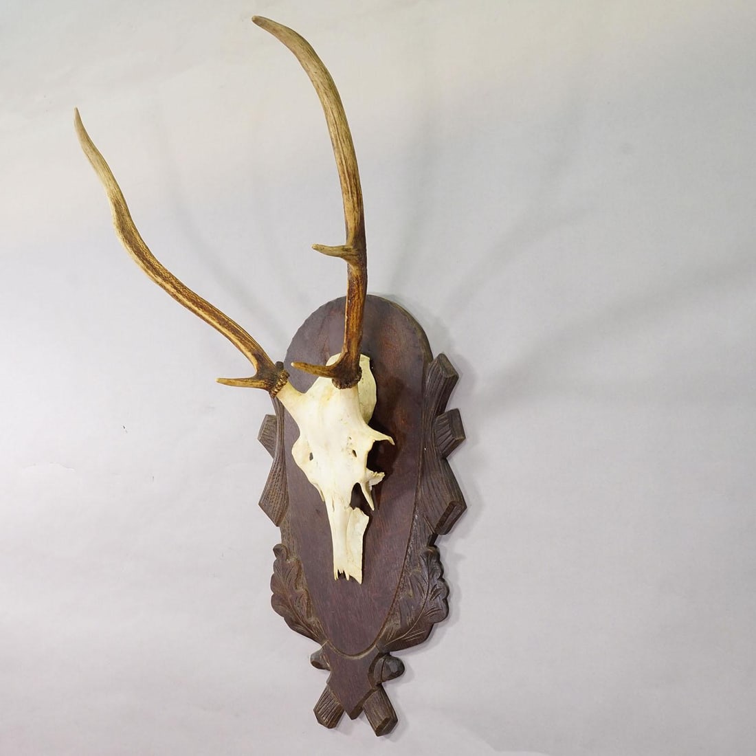 Large Black Forest Red Deer Trophy on Carved Plaque - Germany Ca. 1935 - 3