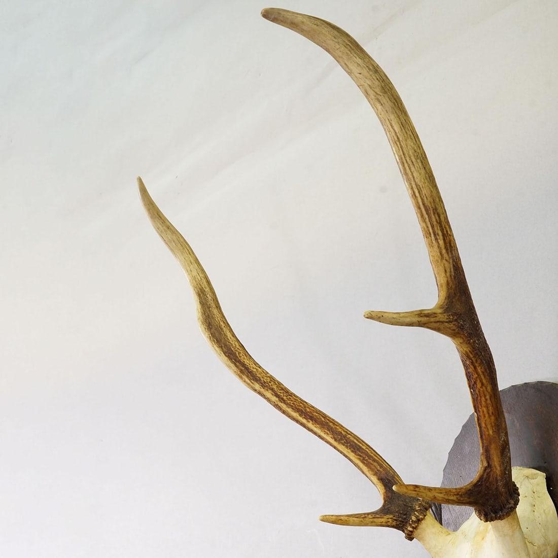 Large Black Forest Red Deer Trophy on Carved Plaque - Germany Ca. 1935 - 4