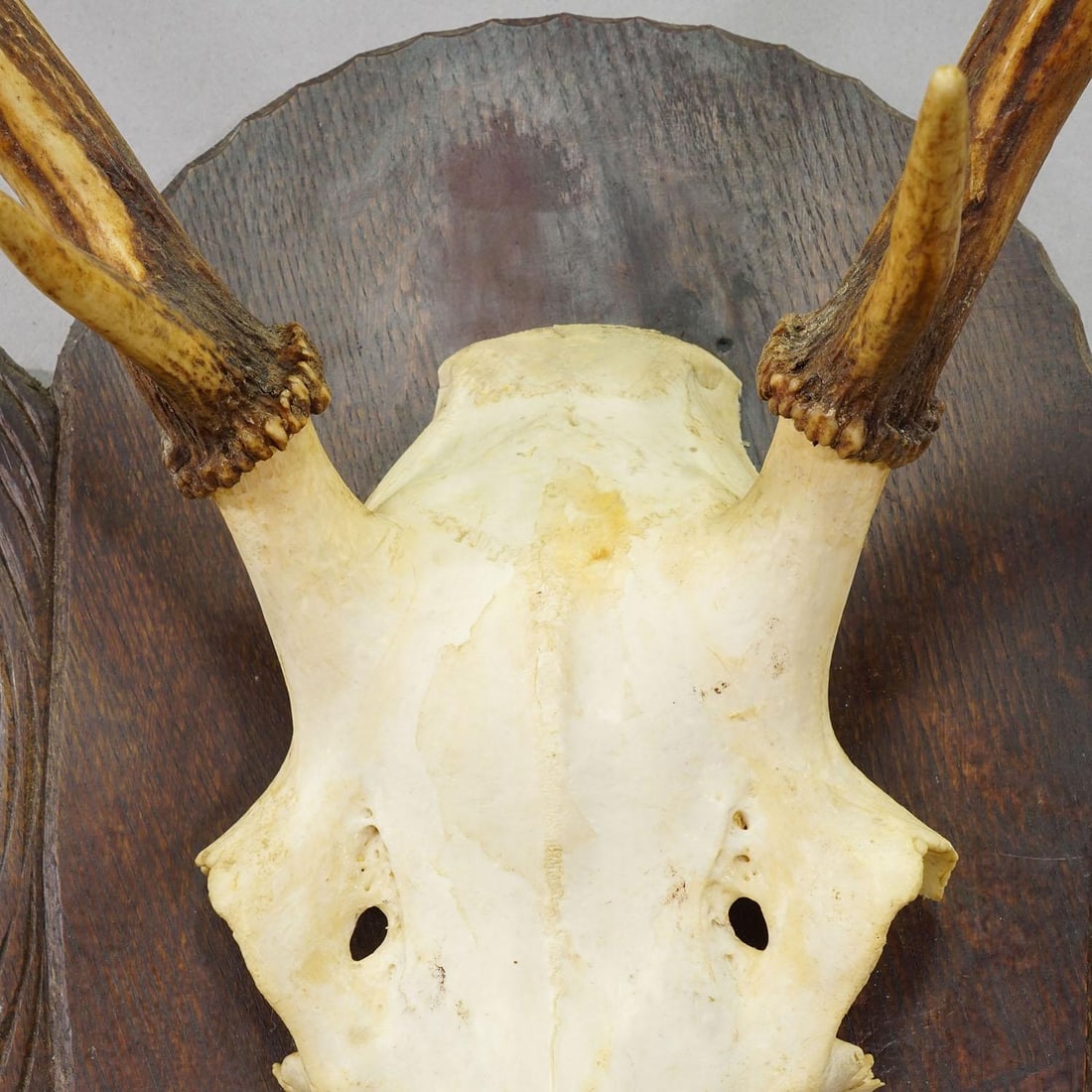 Large Black Forest Red Deer Trophy on Carved Plaque - Germany Ca. 1935 - 5