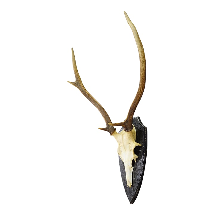 Large Black Forest Red Deer Trophy on Turned Plaque - Germany Ca. 1920 (1 of 6)