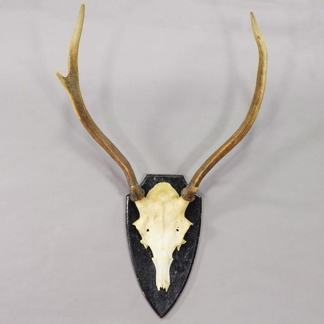 Large Black Forest Red Deer Trophy on Turned Plaque - Germany Ca. 1920 - 2