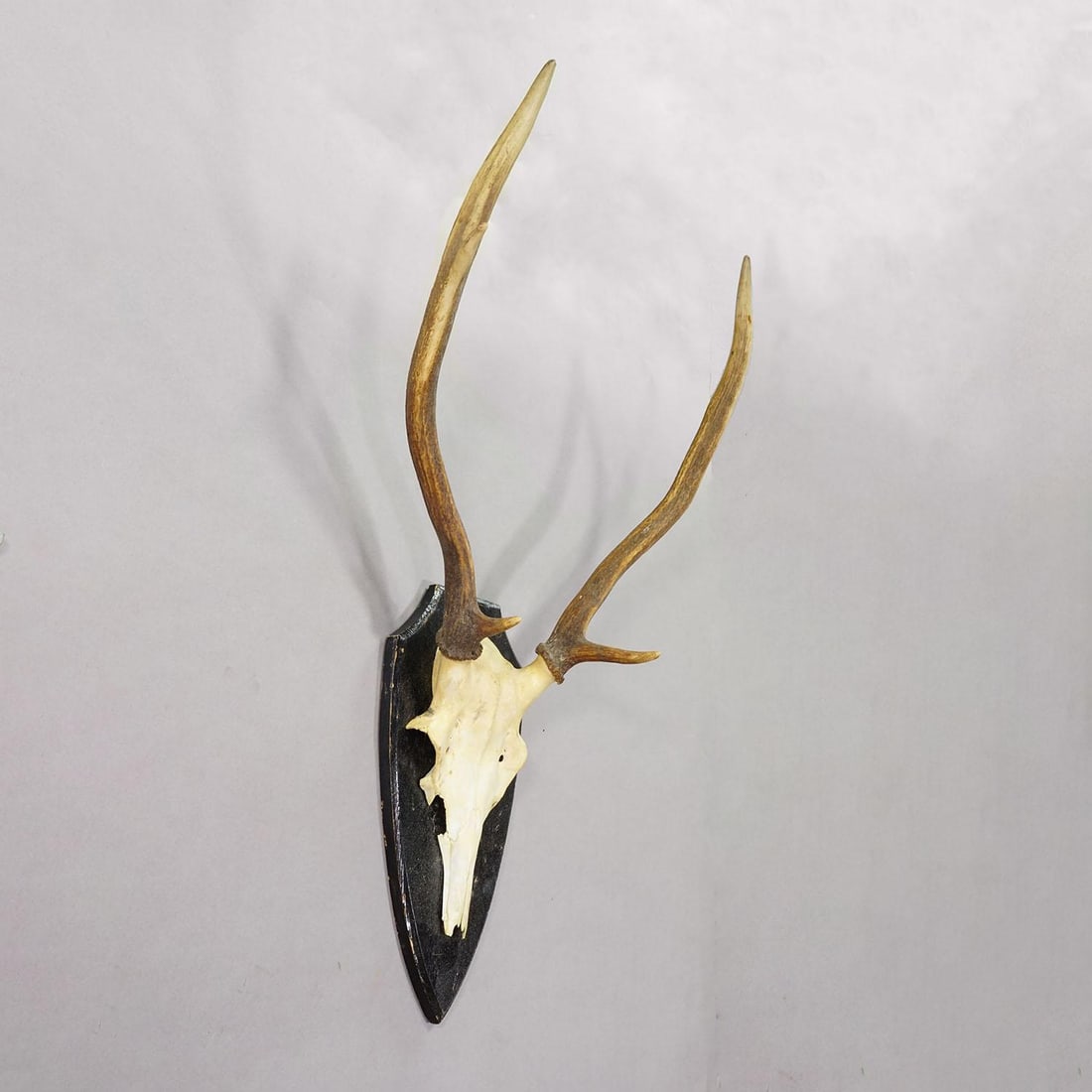 Large Black Forest Red Deer Trophy on Turned Plaque - Germany Ca. 1920 - 3