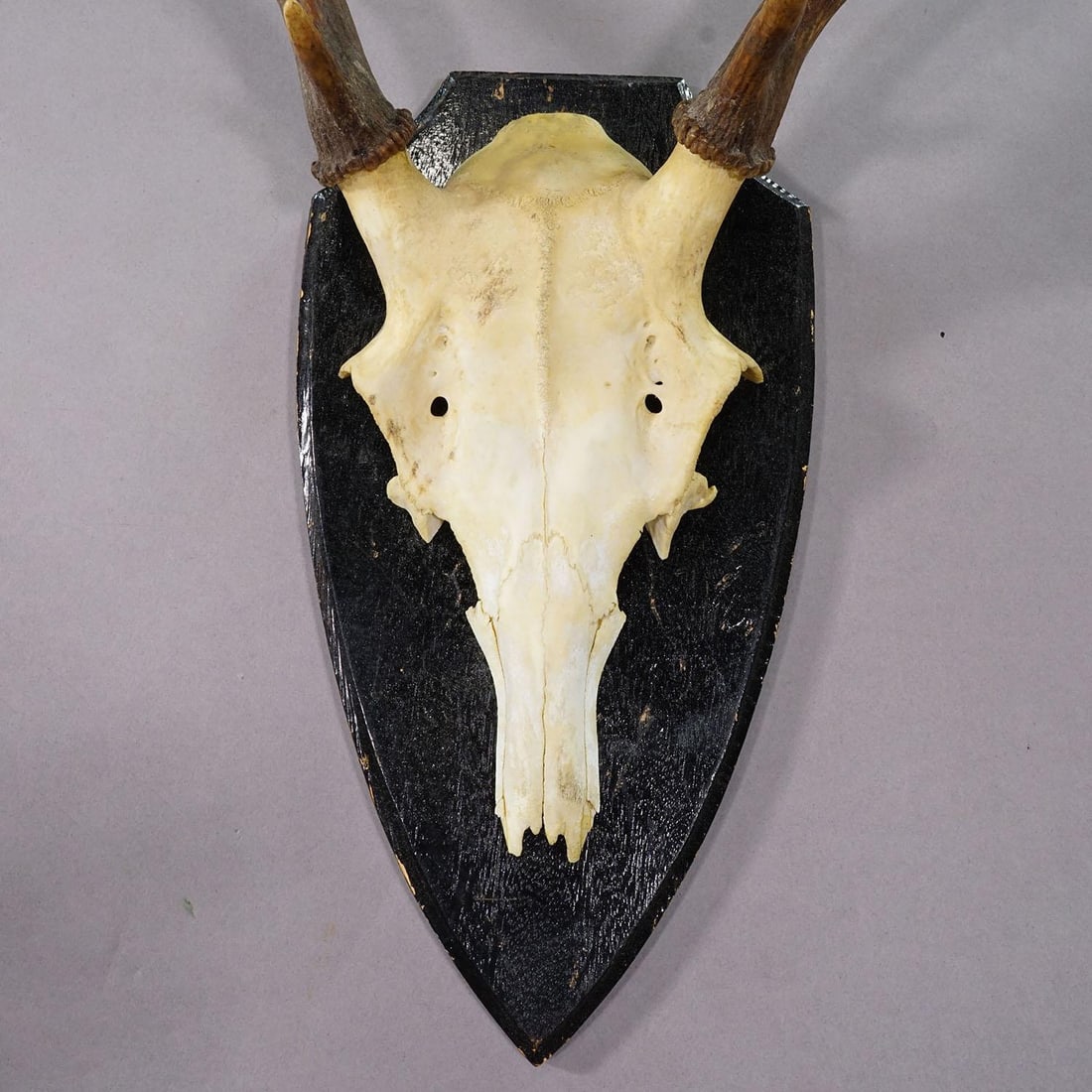 Large Black Forest Red Deer Trophy on Turned Plaque - Germany Ca. 1920 - 4