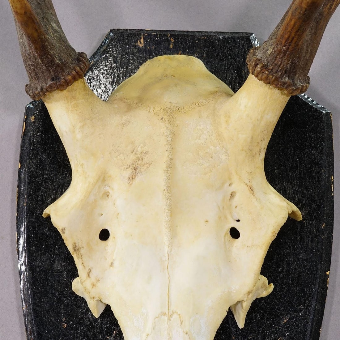 Large Black Forest Red Deer Trophy on Turned Plaque - Germany Ca. 1920 - 5