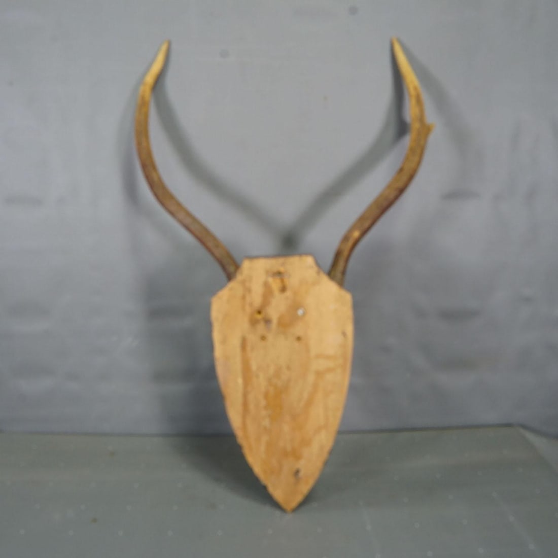 Large Black Forest Red Deer Trophy on Turned Plaque - Germany Ca. 1920 - 6