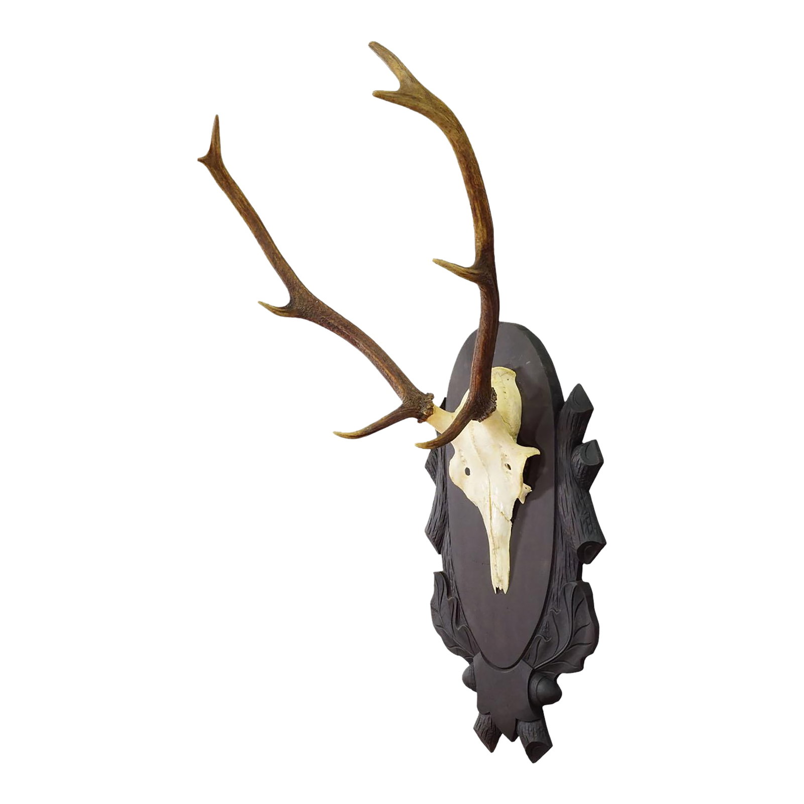 Large Black Forest 8 Pointer Red Deer Trophy on Carved Plaque - Germany Ca. 1940s (1 of 8)
