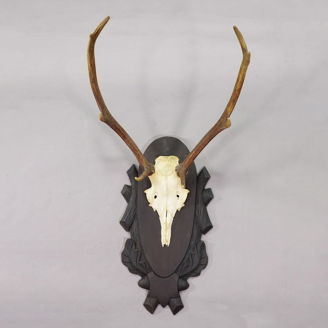 Large Black Forest 8 Pointer Red Deer Trophy on Carved Plaque - Germany Ca. 1940s - 2