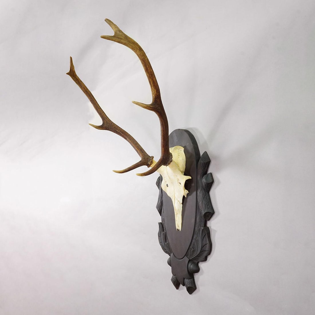 Large Black Forest 8 Pointer Red Deer Trophy on Carved Plaque - Germany Ca. 1940s - 3