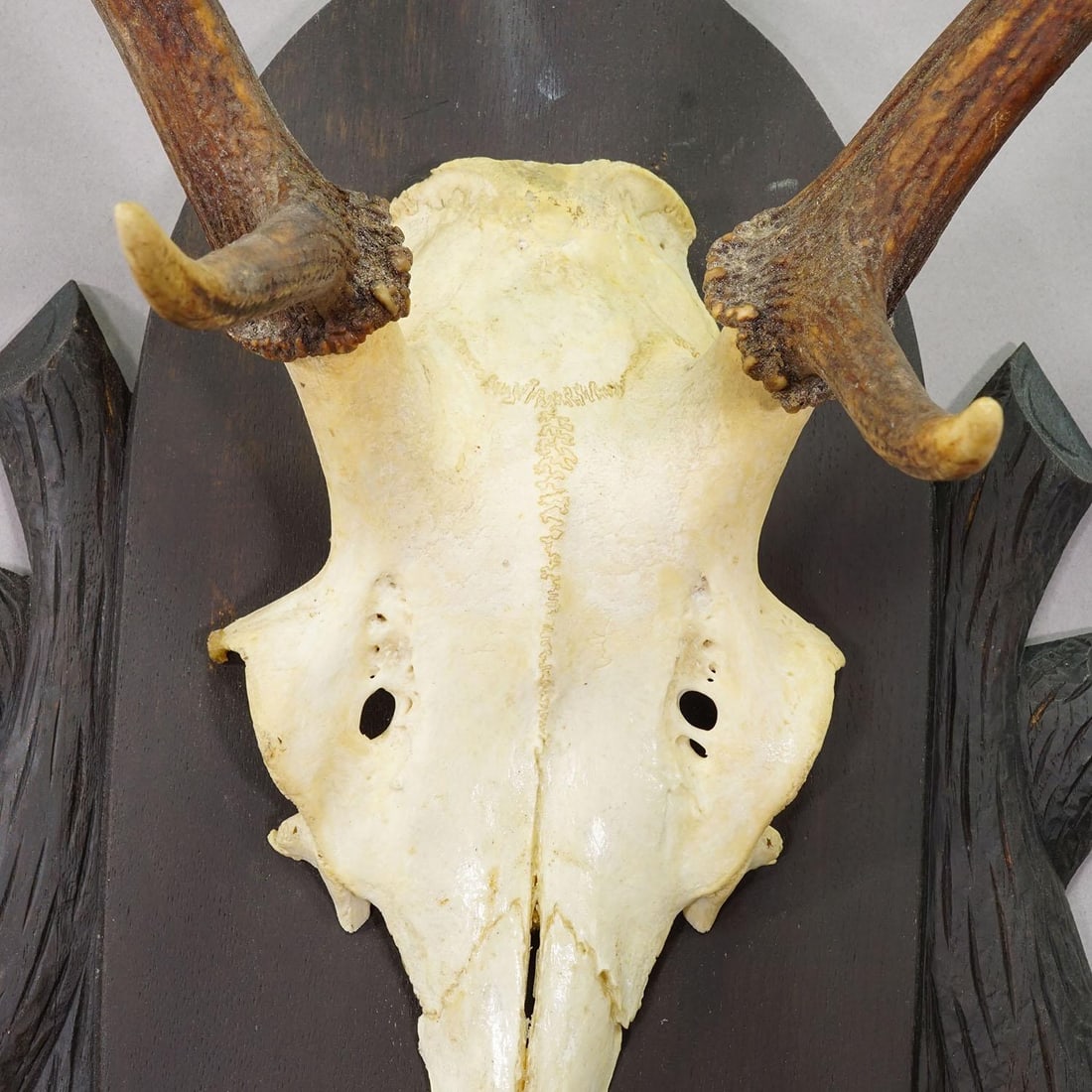 Large Black Forest 8 Pointer Red Deer Trophy on Carved Plaque - Germany Ca. 1940s - 6