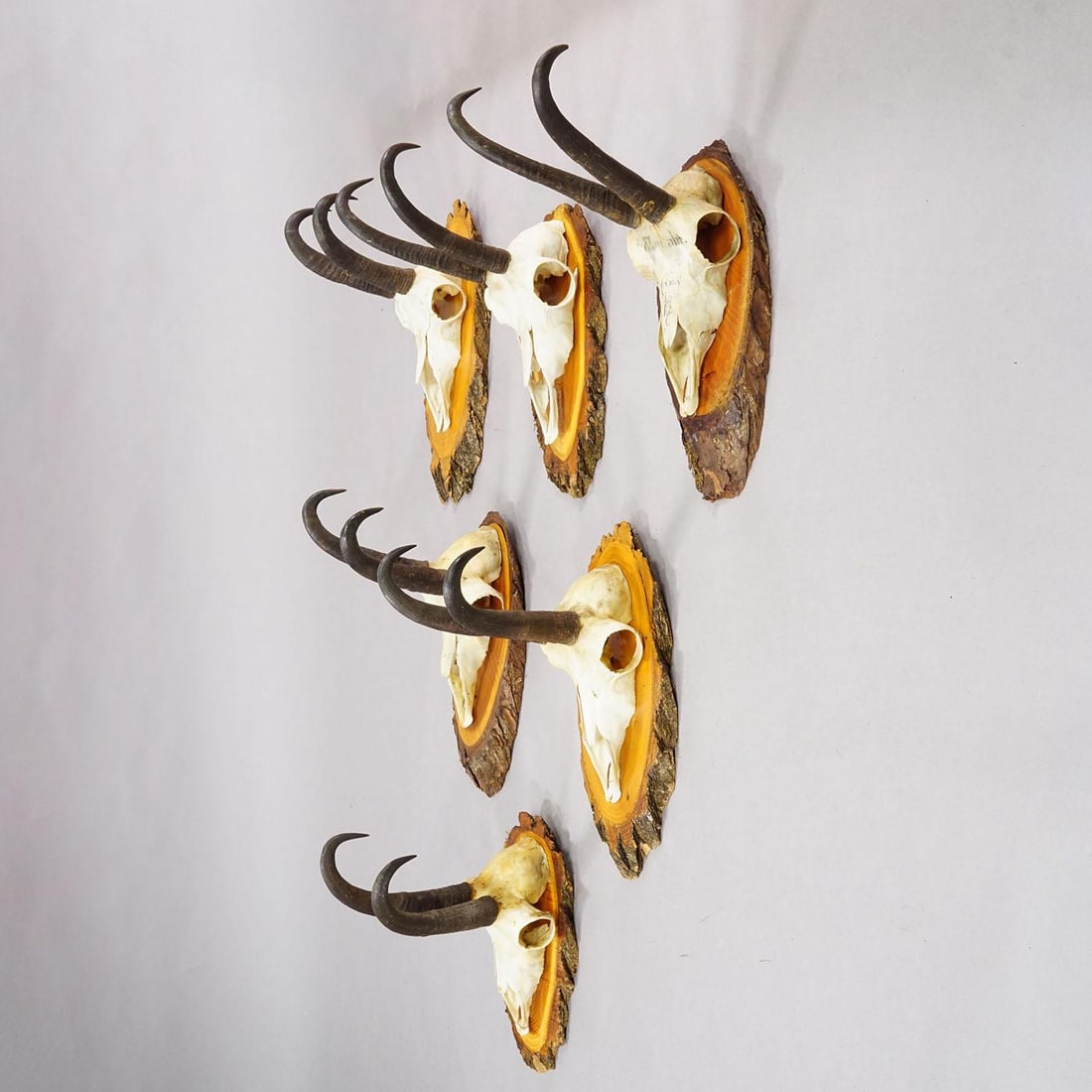 Set of Six Vintage Chamois Trophies on Wooden Plaques, Germany Ca. 1940s - 2