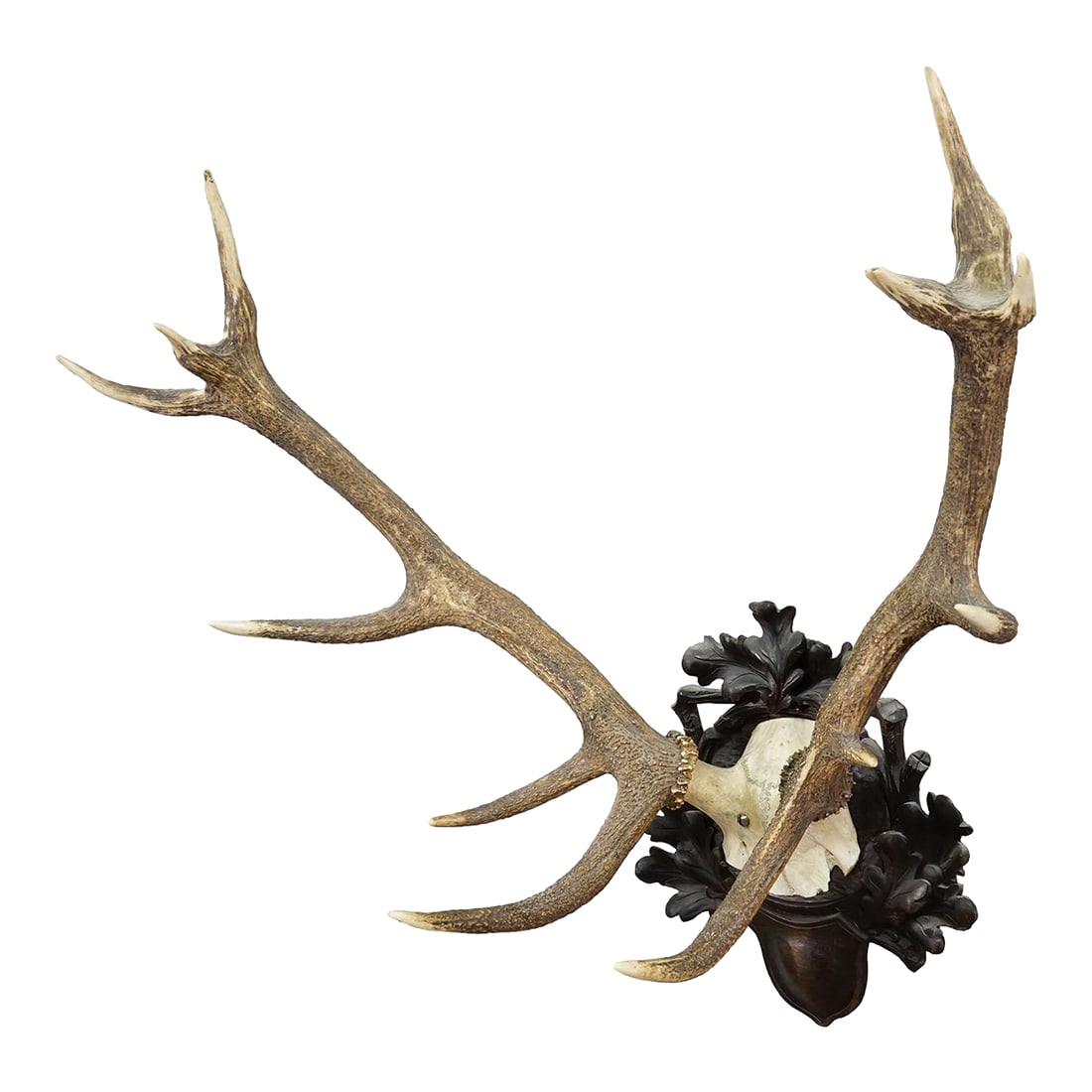 Big Black Forest 12 Pointer Red Deer Trophy on Carved Plaque - Germany 1930: Big Black Forest 12 Pointer Red Deer Trophy on Carved Plaque - Germany 1930 A capital 12 pointer red deer (Cervus elaphus) trophy from Germany, shot arround 1930. The large antlers are mounted on a ca