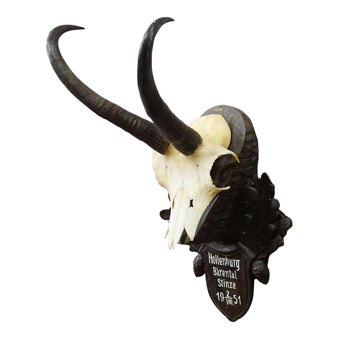 Black Forest Chamois Trophy on Carved Wooden Plaque, Austria 1951: Black Forest Chamois Trophy on Carved Wooden Plaque, Austria 1951 A decorative trophy of the chamois (Rupicapra rupicapra), mounted on a carved wooden plaque. The plaque is painted black and bears an 