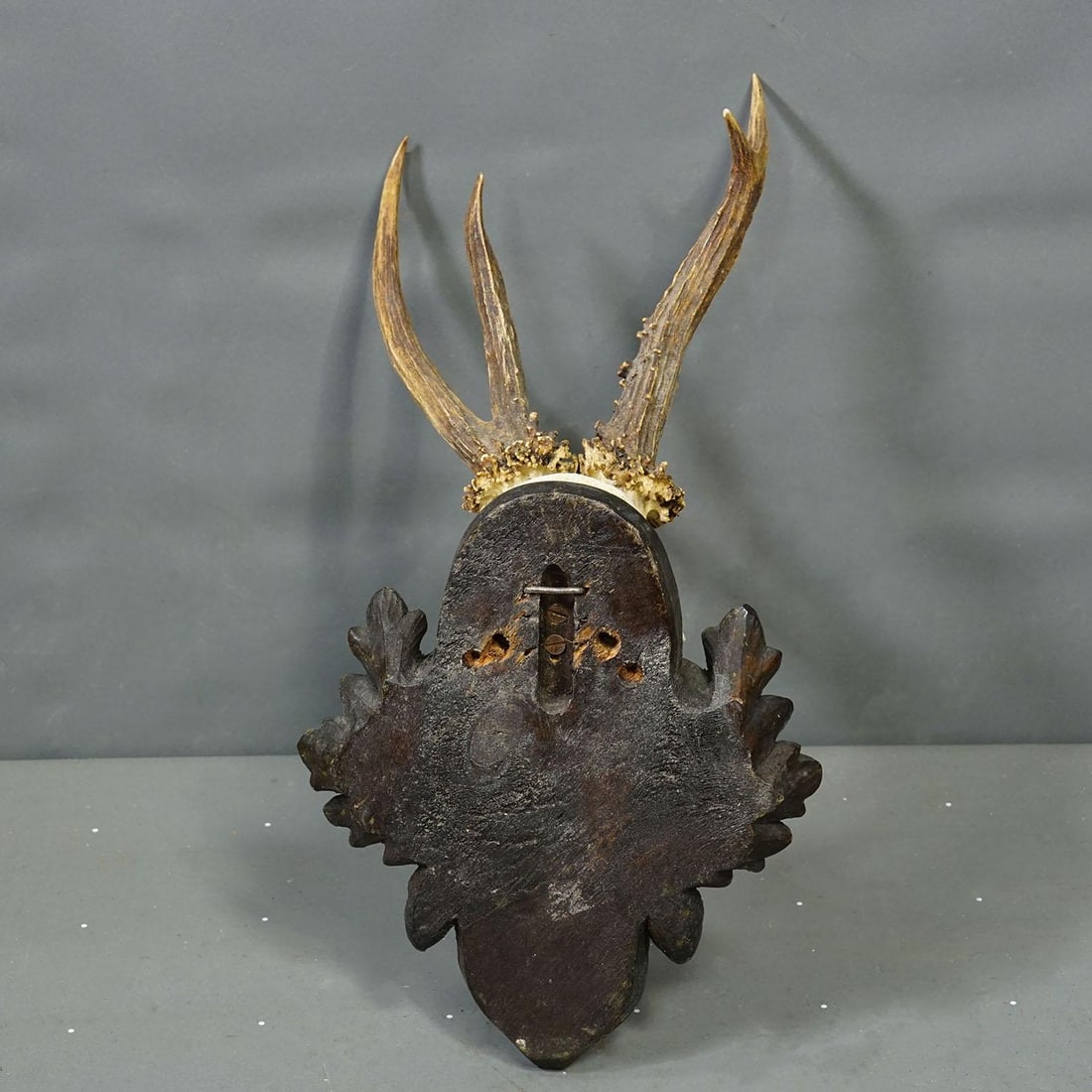 Red Deer Trophy by Franz Joseph, Prince of Thurn and Taxis, 1969 - 4