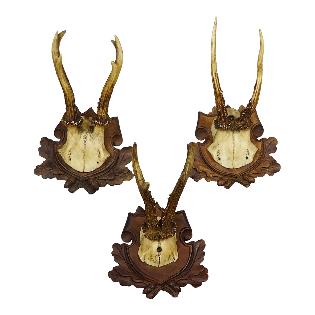 Set of Three Antique Roe Deer Trophies on Carved Plaques Germany Ca. 1900: Set of Three Antique Roe Deer Trophies on Carved Plaques Germany ca. 1900 Antique set of three Black Forest roe deer (Capreolus capreolus) trophies mounted on richly carved wooden plaques with traditi