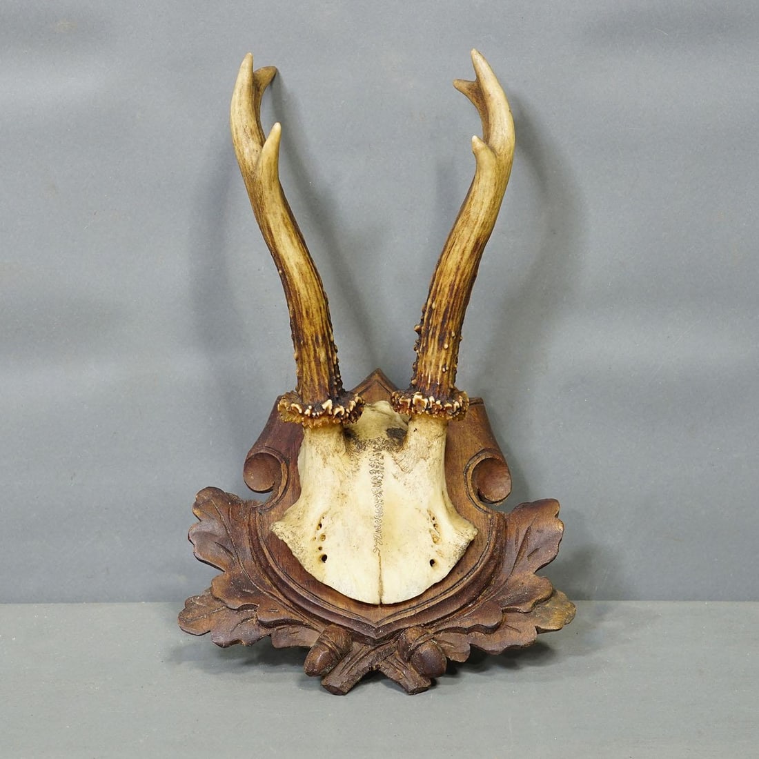 Set of Three Antique Roe Deer Trophies on Carved Plaques Germany Ca. 1900 - 5