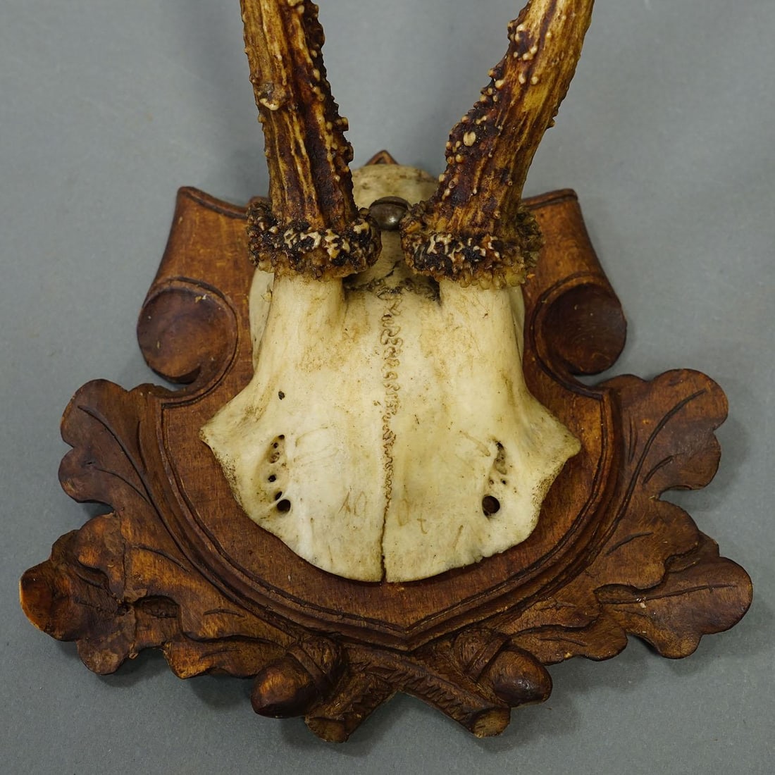 Set of Three Antique Roe Deer Trophies on Carved Plaques Germany Ca. 1900 - 6