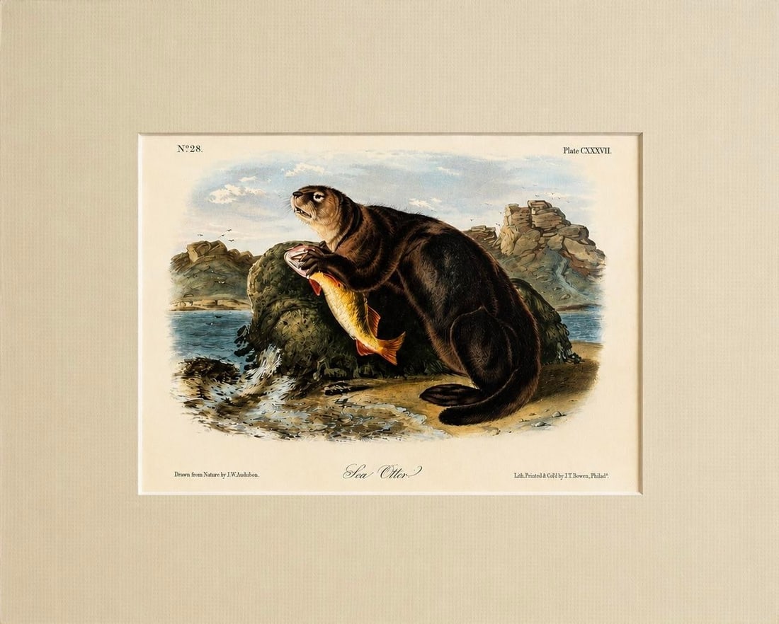 Sea Otter Original Lithograph by John James Audubon, 1849 (1st Edition): Original 1st edition lithograph entitled "Sea Otter" (No. 28, Plate CXXXVII) from John James Audubon's celebrated Viviparous Quadrupeds of North America. Drawn from nature by John W. Audubon and print