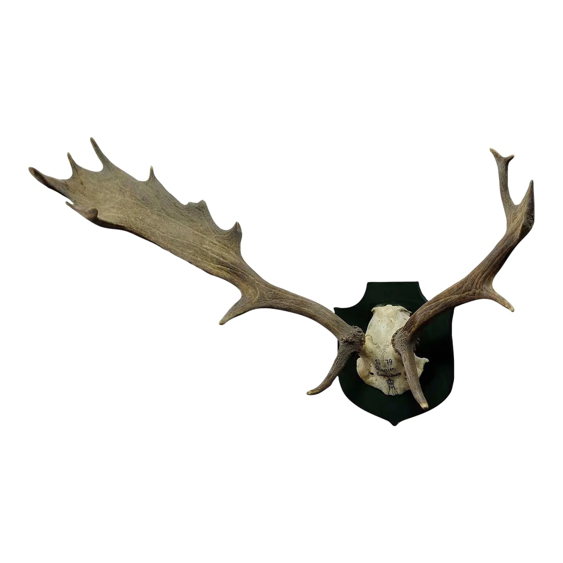 Black Forest Fallow Deer Trophy From Salem - Spain 1979 (1 of 4)