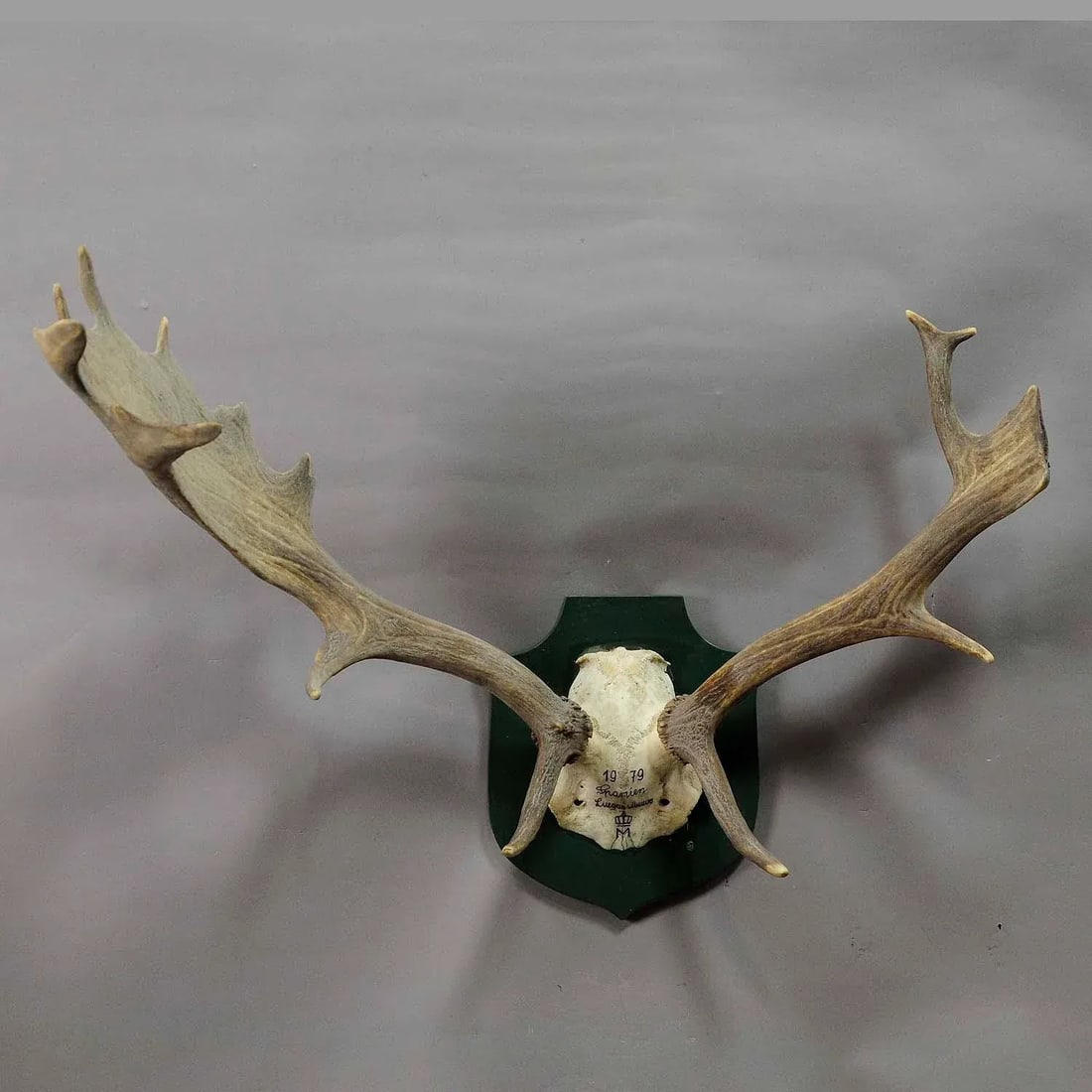 Black Forest Fallow Deer Trophy From Salem - Spain 1979 - 2