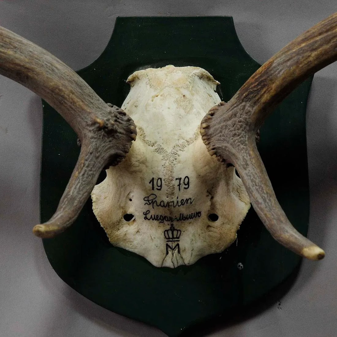 Black Forest Fallow Deer Trophy From Salem - Spain 1979 - 3
