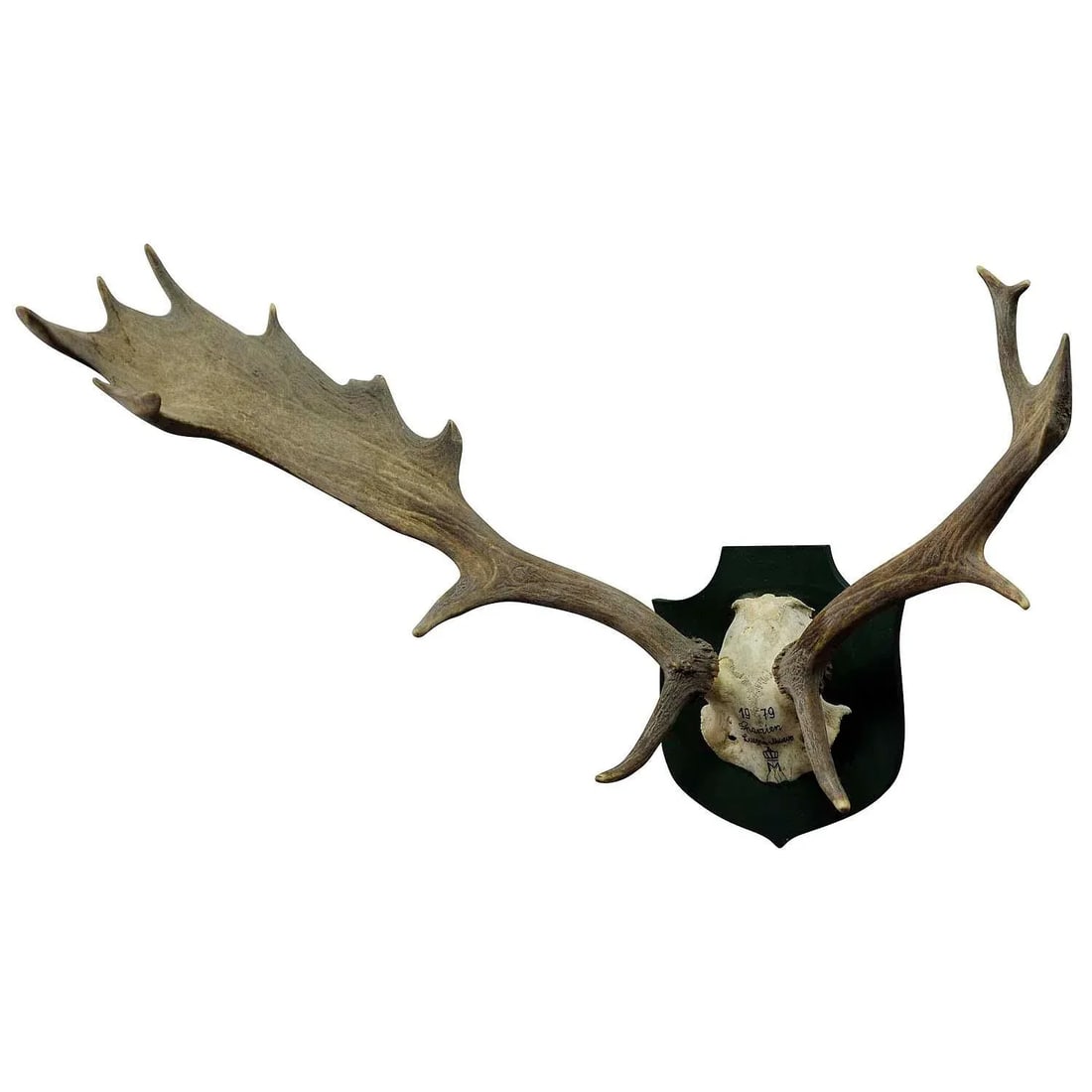Black Forest Fallow Deer Trophy From Salem - Spain 1979 - 4