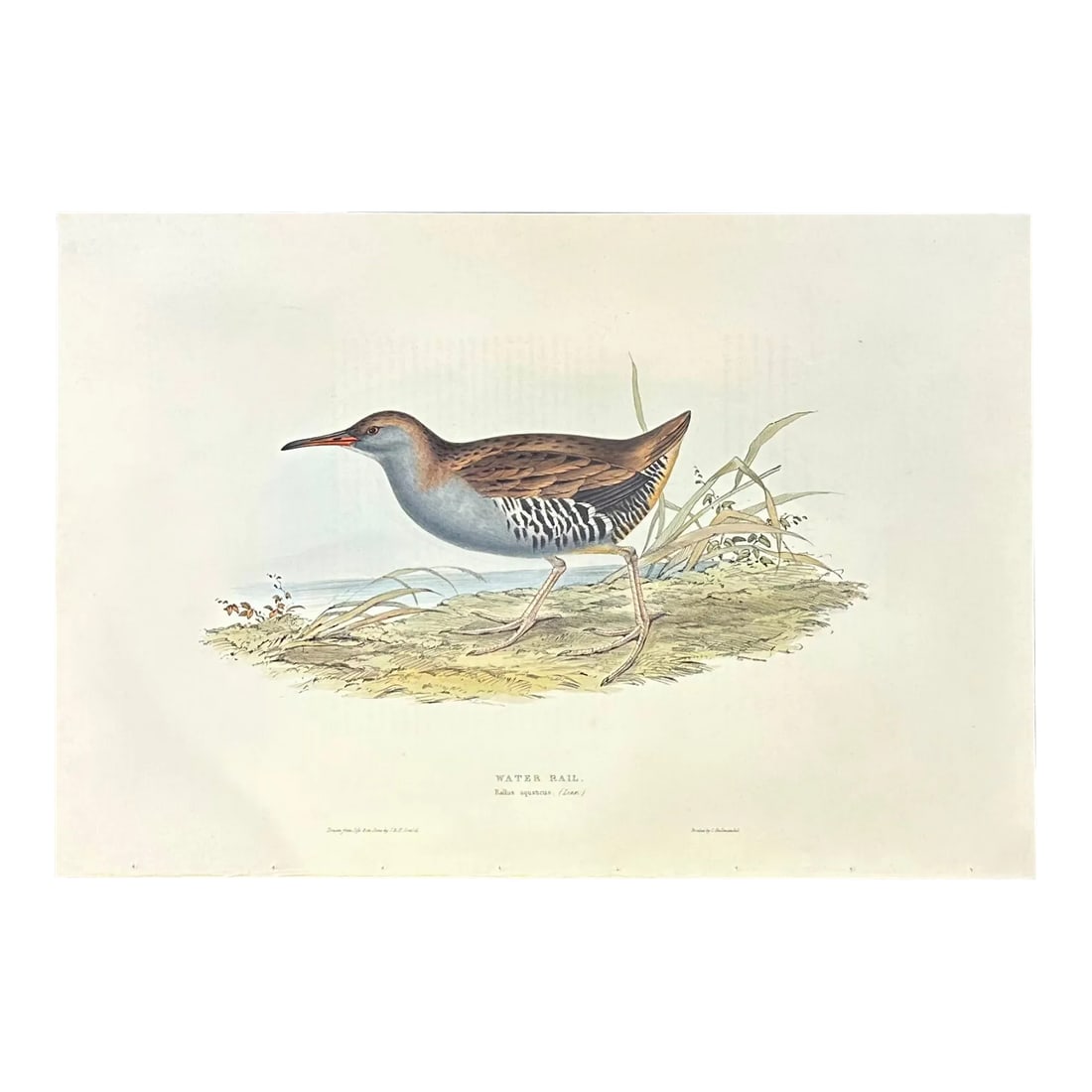 Vintage Water Rail Print After John Gould, 1862: Original hand-colored lithograph of Water Rail from John Gould's first edition of Birds of Great Britain, published in 1862-1873. Unframed. Dimensions: 15 x 21 3/4" John Gould was a self-taught