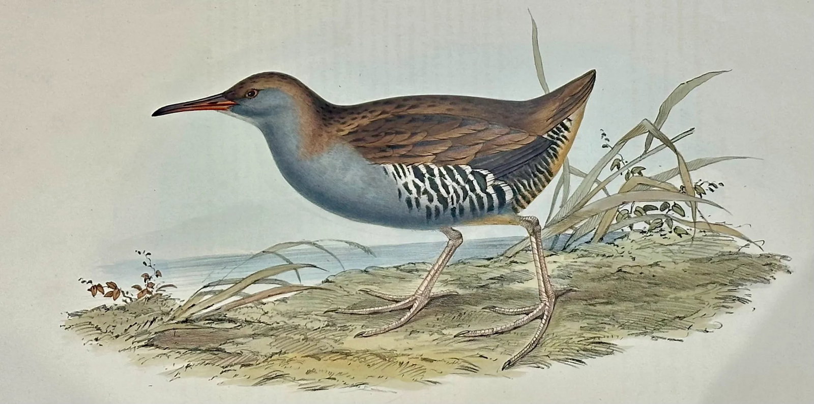 Vintage Water Rail Print After John Gould, 1862 - 2