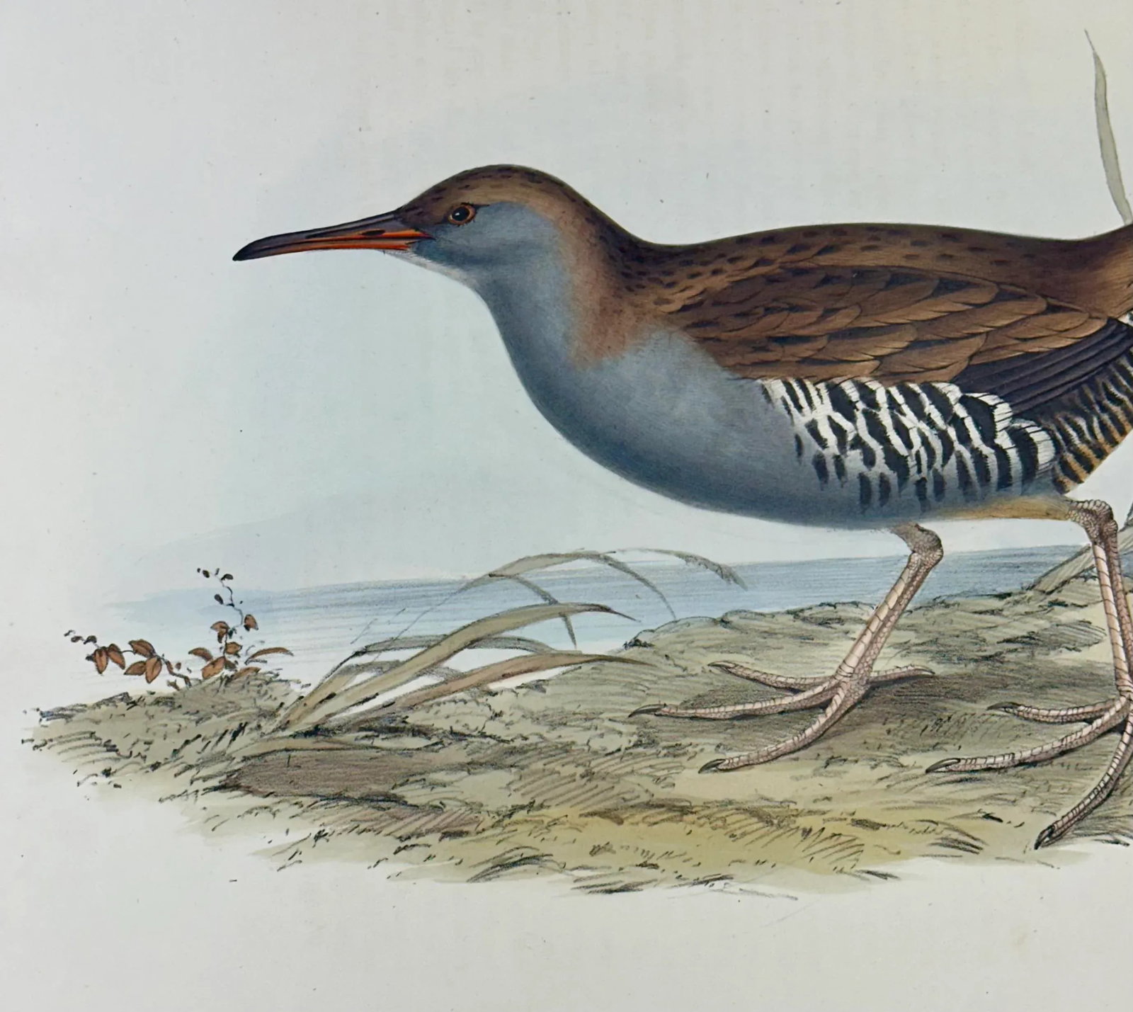 Vintage Water Rail Print After John Gould, 1862 - 3