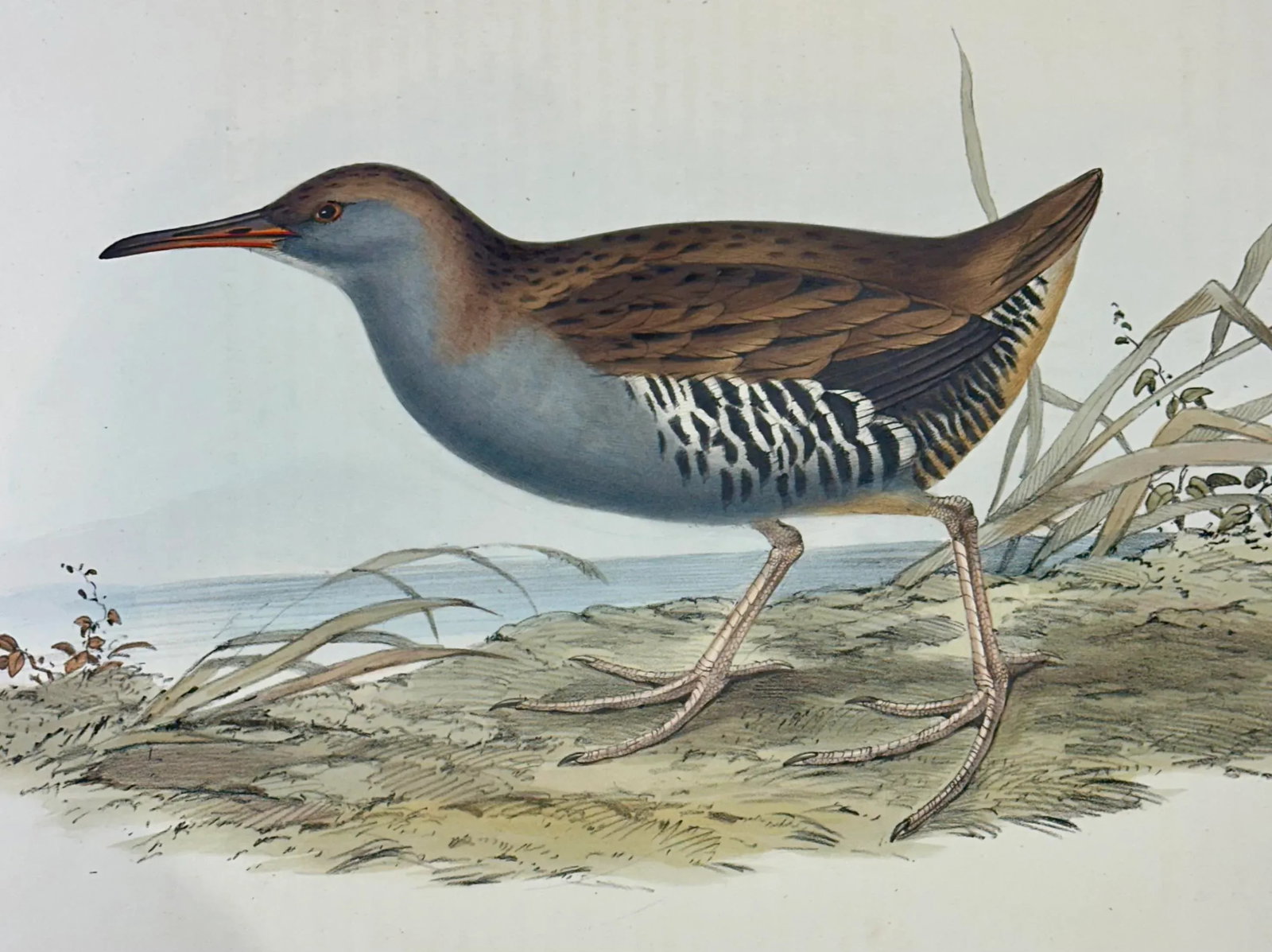 Vintage Water Rail Print After John Gould, 1862 - 4