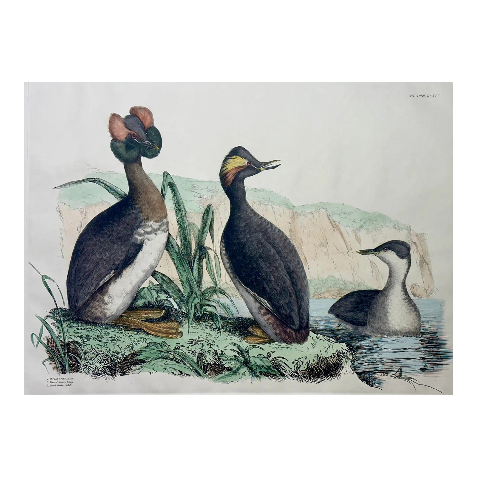Horned & Eared Grebe Birds, After John Selby Print: Prideaux John Selby's Illustrations of British Ornithology was originally published in Edinburgh between 1821 and 1834 and included 222 large-format engravings, all engraved by Selby himself—an