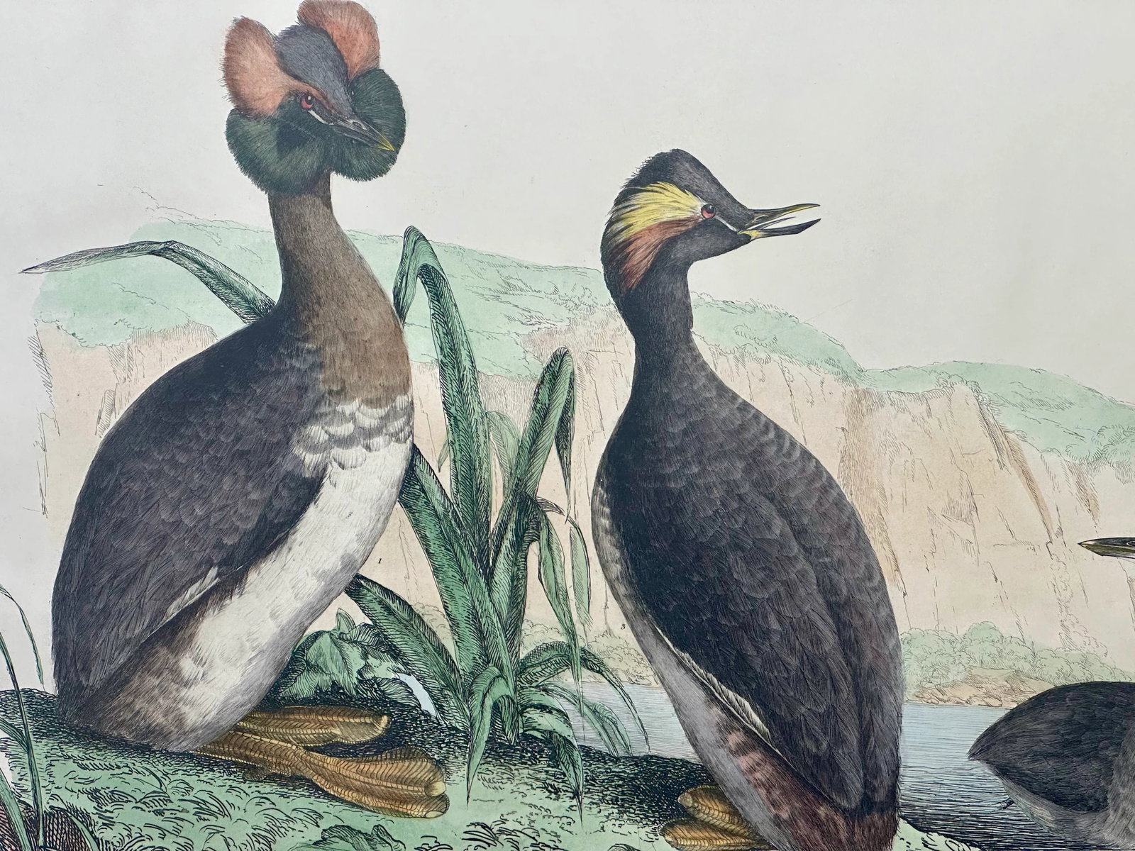Horned & Eared Grebe Birds, After John Selby Print - 2