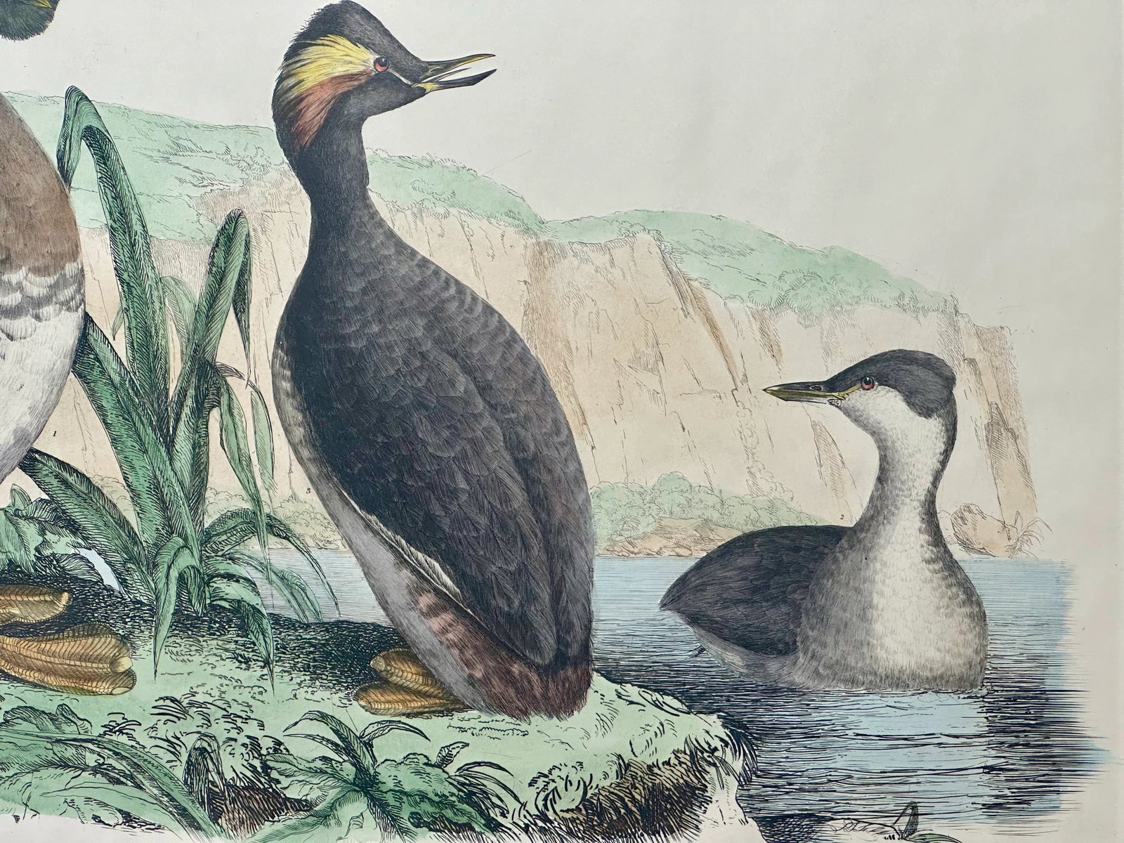 Horned & Eared Grebe Birds, After John Selby Print - 3
