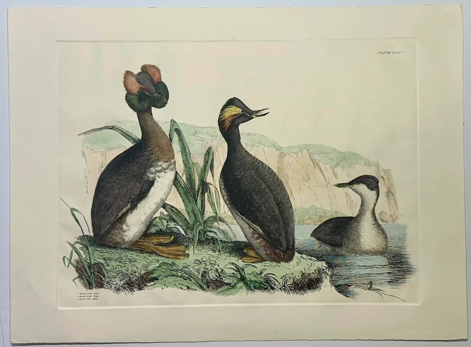 Horned & Eared Grebe Birds, After John Selby Print - 4