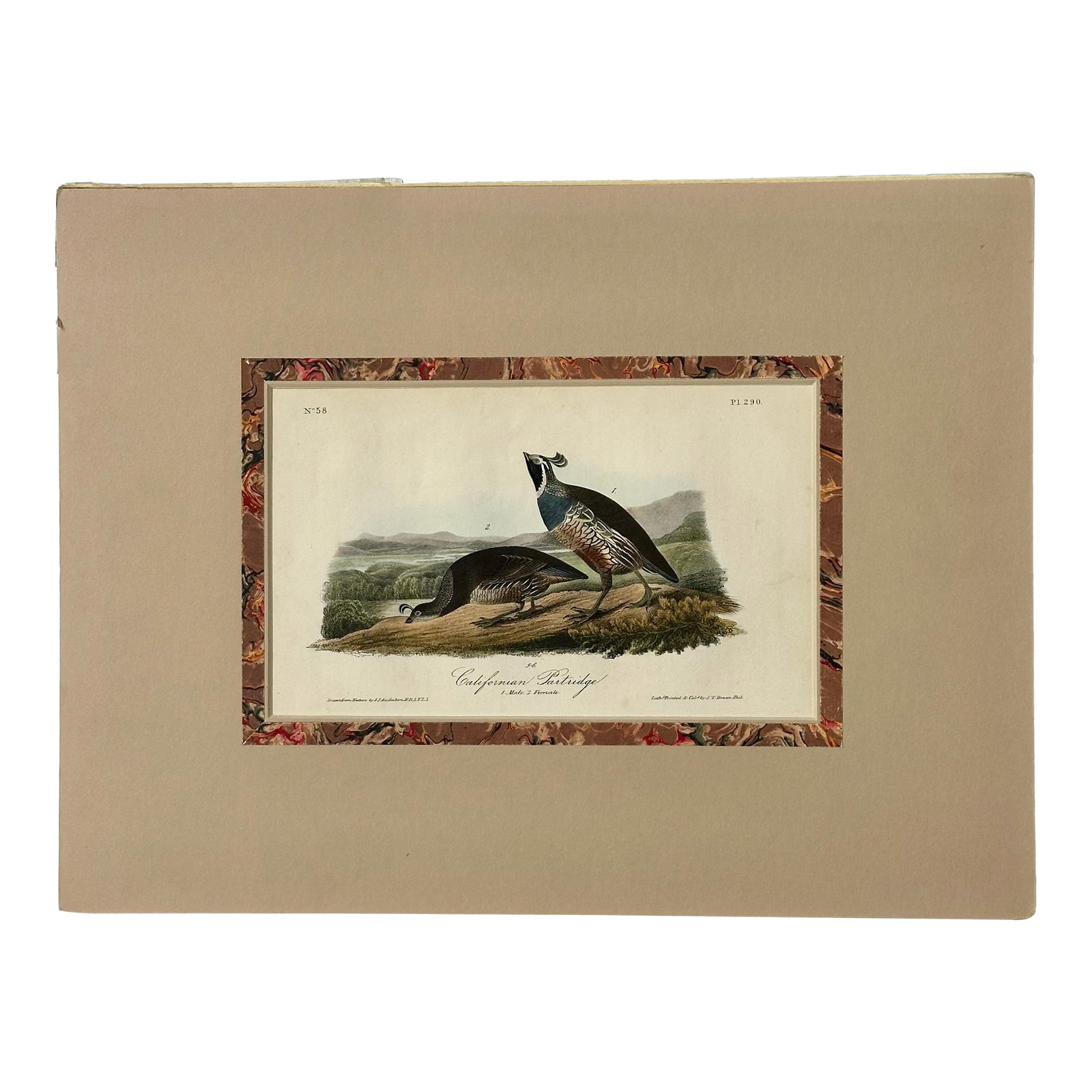Original California Patridge by John James Audubon, 1842: Original 19th century John James Audubon hand colored lithograph from Audubon's "Birds of North America", printed and colored by J.T. Bowen and published in Philadelphia, 1842. "¨Unframed.