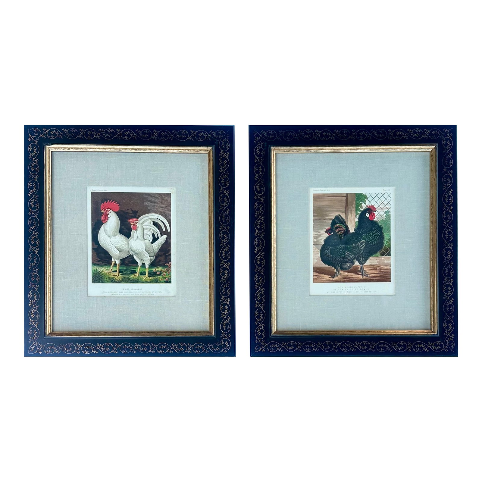 White Leghorn Chicken & Black Polish, Framed Pair by Cassell, 1890: Set of 2 original framed chromolithographs from Cassell's Poultry Book, circa 1890. Featuring beautifully illustrated prize-winning chicken & fowl breeds. Featuring the Leghorn Chicken & Black Polish