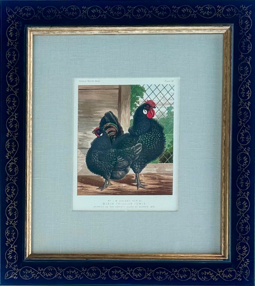White Leghorn Chicken & Black Polish, Framed Pair by Cassell, 1890 - 2