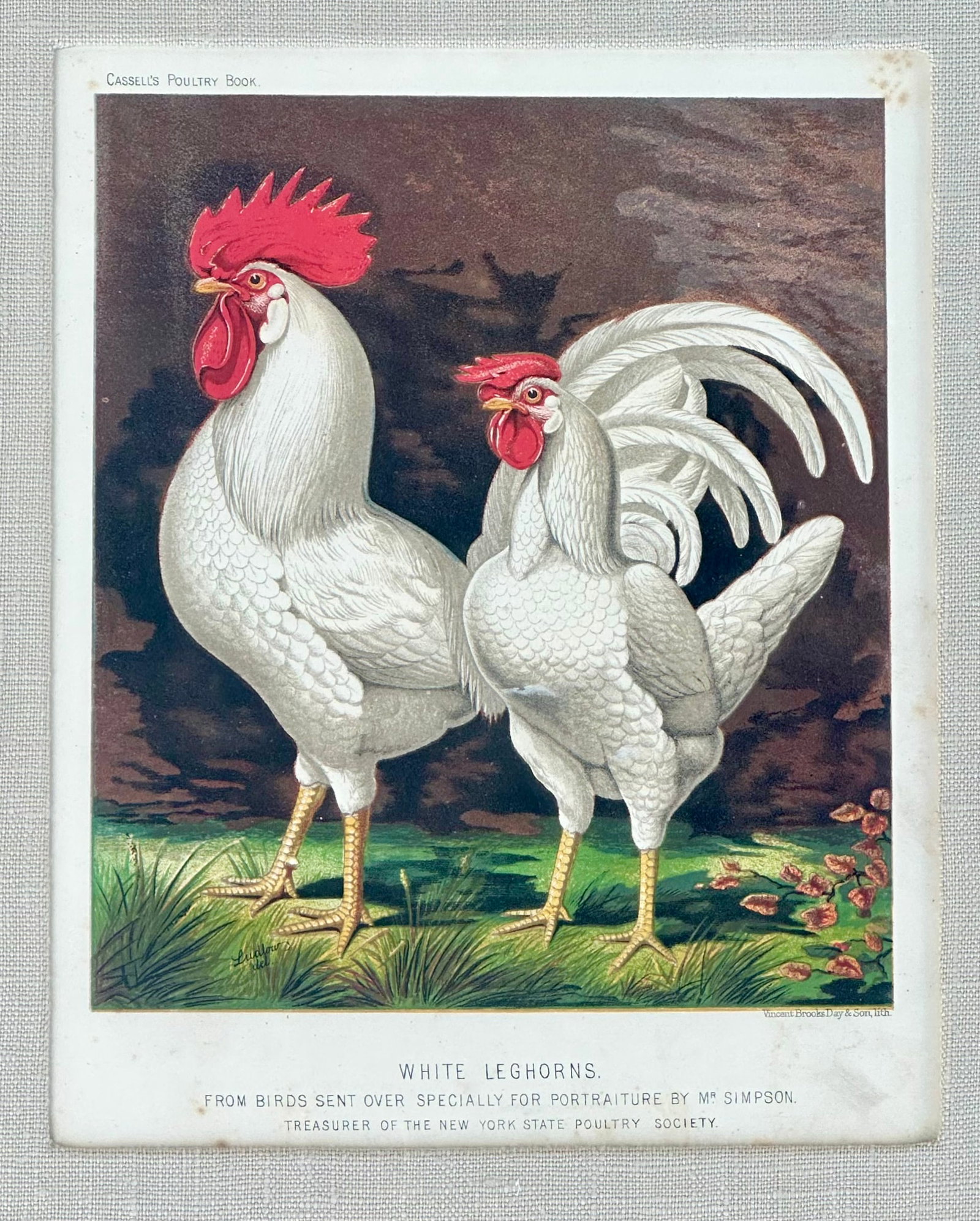 White Leghorn Chicken & Black Polish, Framed Pair by Cassell, 1890 - 4