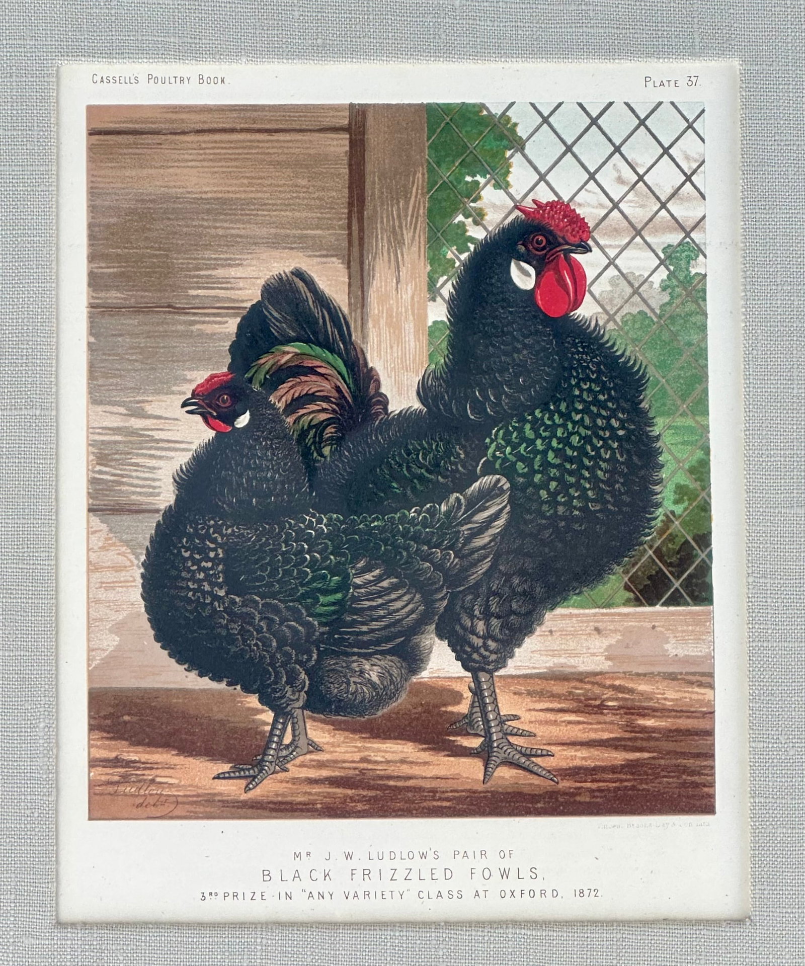 White Leghorn Chicken & Black Polish, Framed Pair by Cassell, 1890 - 5
