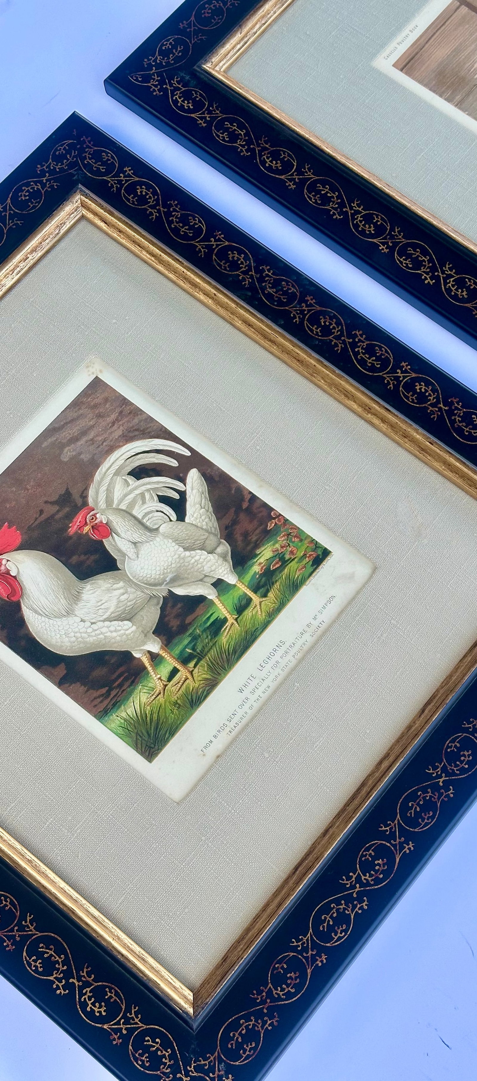 White Leghorn Chicken & Black Polish, Framed Pair by Cassell, 1890 - 6